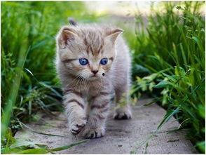 娱乐吃瓜酱猫抱枕